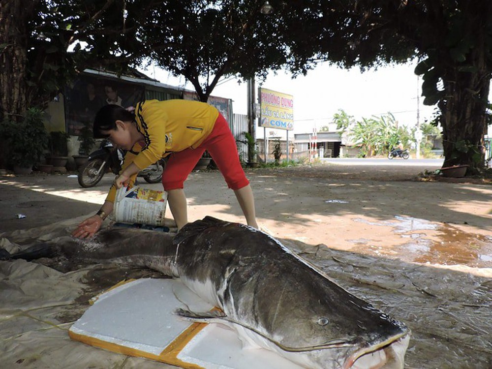 Người dân Đắk Lắk bắt được cá lăng gần 100kg  - Ảnh 2.