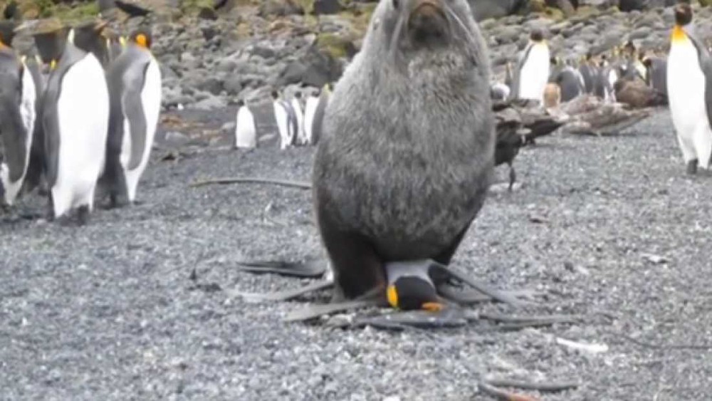 Hải cẩu với chim cánh cụt - mối tình ngang trái nhất quả đất đã xuất hiện - Ảnh 2.