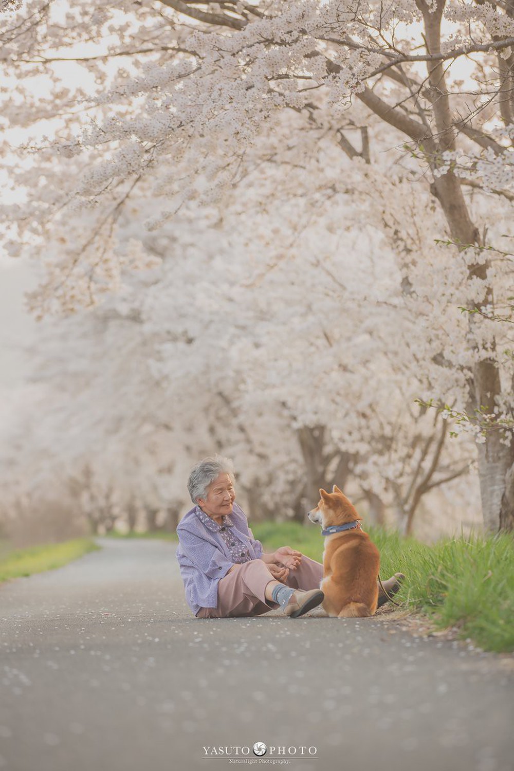 Giữ lời hứa chụp bà và chú chó dưới tầng hoa anh đào, câu chuyện của nhiếp ảnh gia Nhật Bản khiến bao người thổn thức - Ảnh 1.