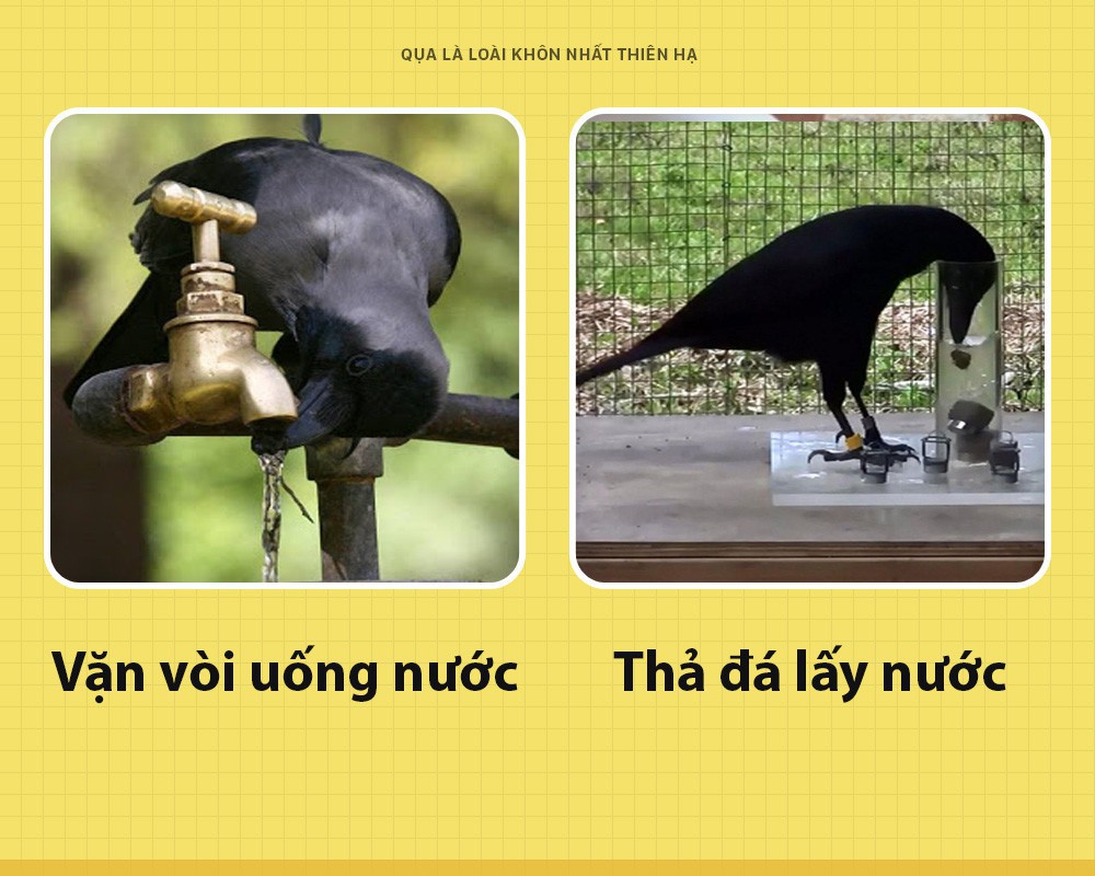 Xin chào: Tôi là Quạ và là loài thông minh tuyệt vời nhất cái thiên hạ này - Ảnh 2.