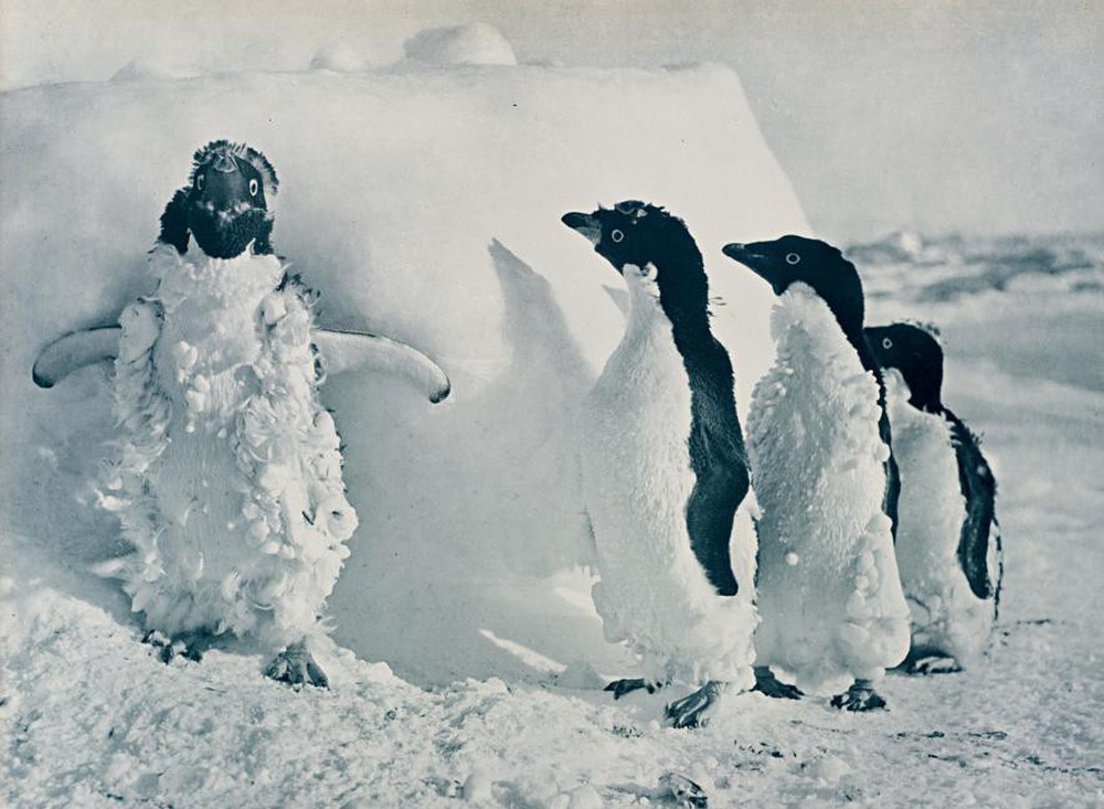 Thám hiểm địa ngục băng ở Nam Cực: Câu chuyện sinh tồn đáng sợ nhất mọi thời đại! - Ảnh 7.