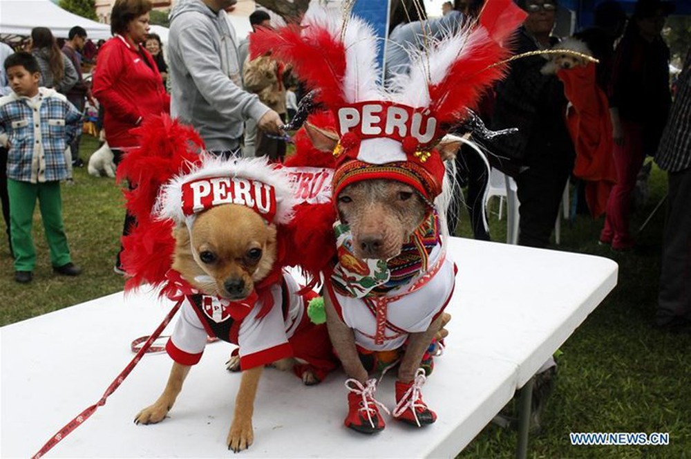 Sốt xình xịch trào lưu mặc trang phục World Cup cho cún cưng - Ảnh 3.