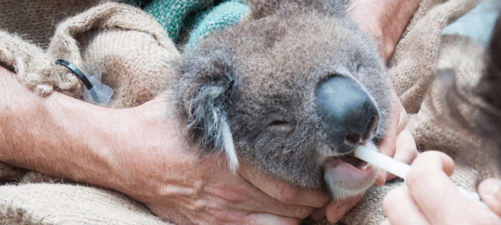 Chúng ta đã có cách cứu lấy loài gấu Koala, nhưng nó hơi kinh một chút - Ảnh 4.