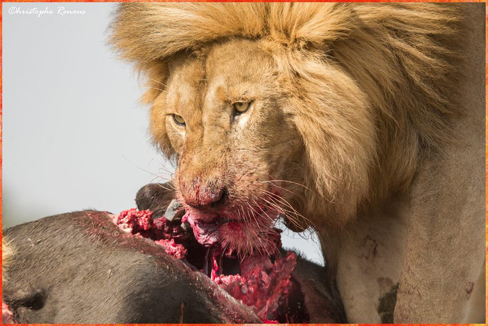 Sư tử trao nụ hôn cho linh dương: Sự thật sau bức ảnh khiến nhiếp ảnh gia bất ngờ - Ảnh 8.