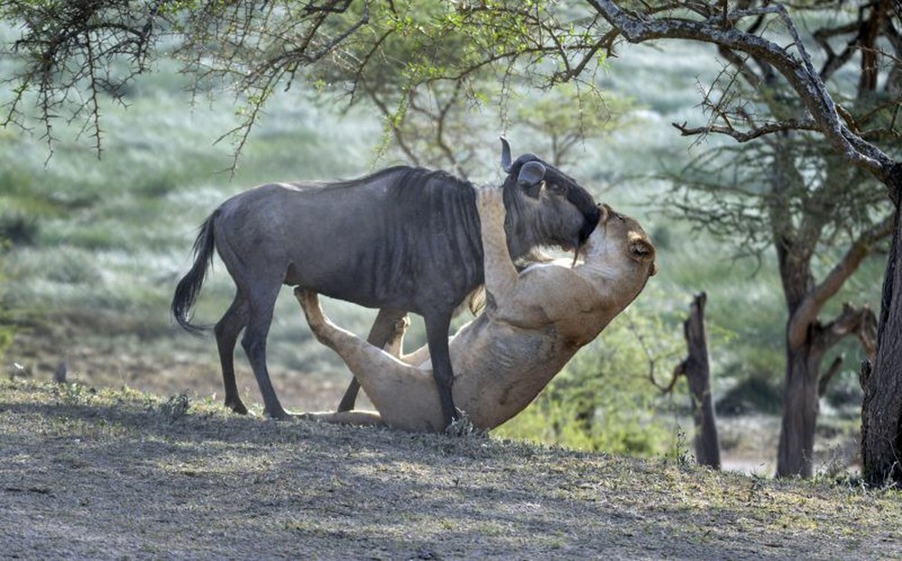 Sư tử trao nụ hôn cho linh dương: Sự thật sau bức ảnh khiến nhiếp ảnh gia bất ngờ - Ảnh 4.