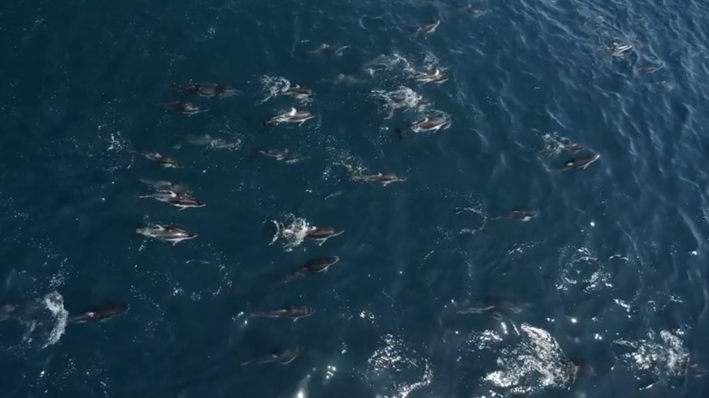 1.500 con cá heo bao vây mẹ con cá voi lưng gù: Nguyên nhân đằng sau làm ai cũng bất ngờ - Ảnh 2.