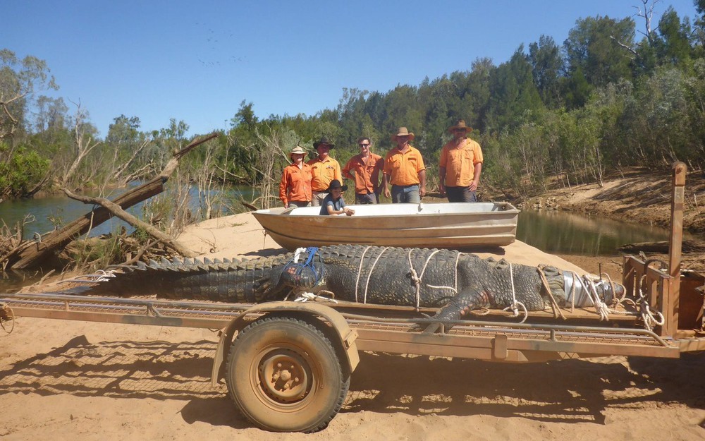24h qua ảnh: Bắt sống cá sấu quái vật nặng 600kg sau 8 năm săn tìm - Ảnh 2.