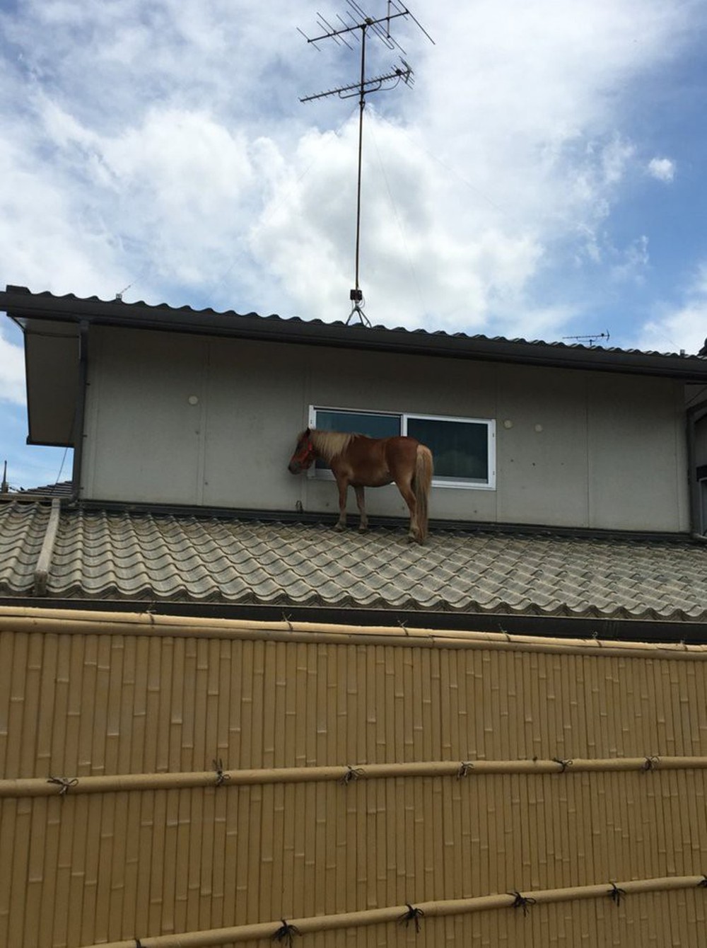 Chú ngựa đi lạc lên... mái nhà sau trận lũ quét ở Nhật Bản - Ảnh 1.