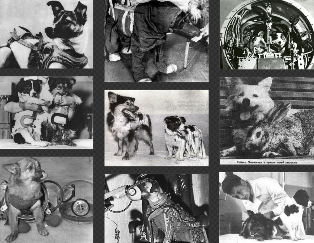 Sứ mệnh có 1-0-2 của 3 chú chó phi hành gia Liên Xô: Laika chết khi tròn 3 tuổi - Ảnh 1.