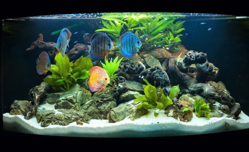 Cá cảnh “ngũ sắc thần tiên” giá tiền triệu, muốn mua phải xếp hàng dài chờ đợi - Ảnh 2.