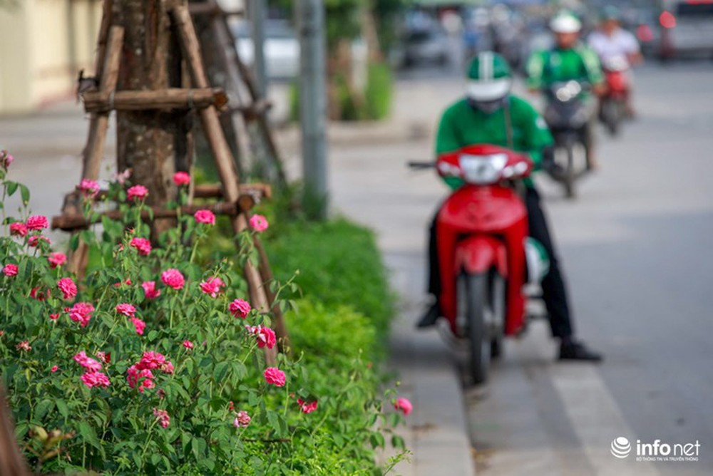 Hà Nội bỗng xuất hiện con đường hoa hồng đầu tiên tuyệt đẹp - Ảnh 2.