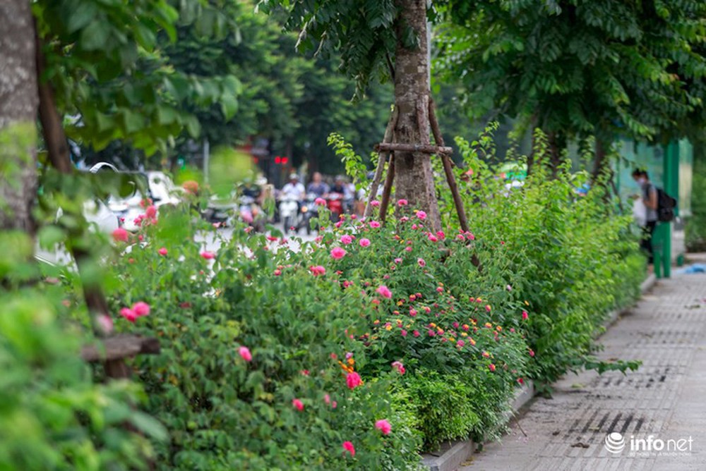Hà Nội bỗng xuất hiện con đường hoa hồng đầu tiên tuyệt đẹp - Ảnh 10.