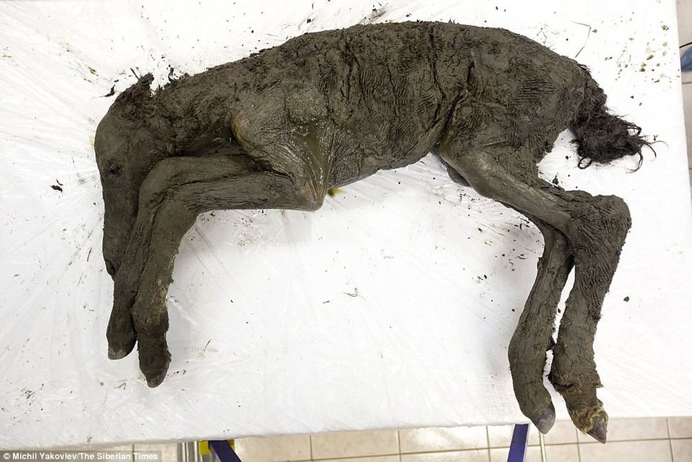 Phát hiện hóa thạch ngựa còn nguyên vẹn sau 40.000 năm tại hố tử thần ở Siberia - Ảnh 3.
