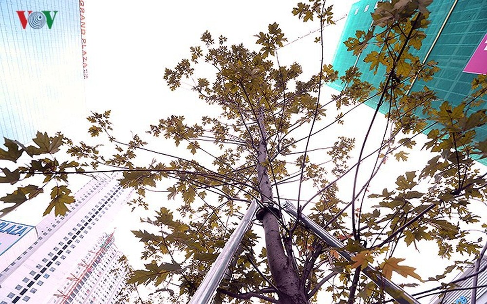 Những hàng cây Phong trên đường phố Hà Nội ngả màu khi Thu sang - Ảnh 10.