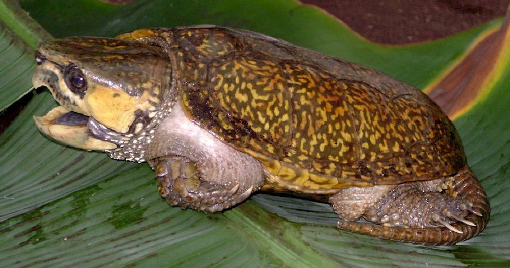 Loài rùa quý hiếm ở Việt Nam: Không rụt được cổ nhưng có thể trèo cây phăm phăm - Ảnh 3.