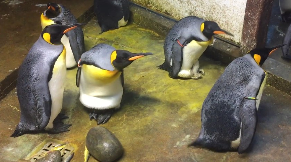 Đan Mạch: Đôi chim cánh cụt đồng tính rủ nhau bắt cóc chim non về nuôi - Ảnh 1.