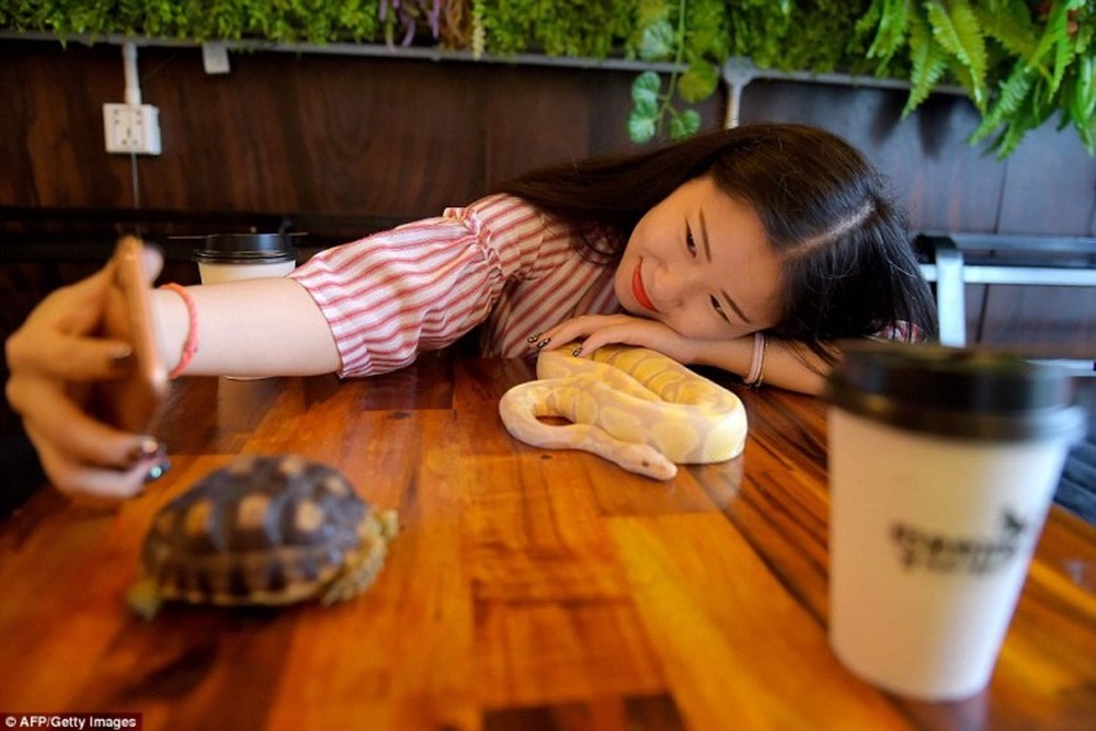 Giới trẻ Campuchia bị hút hồn với quán cà phê bò sát - Ảnh 1.