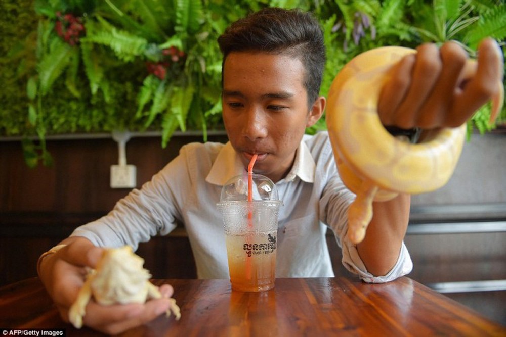 Giới trẻ Campuchia bị hút hồn với quán cà phê bò sát - Ảnh 5.