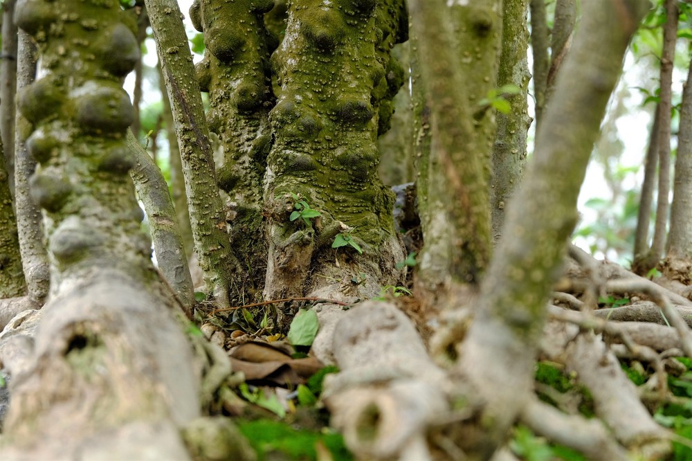 180 triệu đồng chậu bonsai “rừng mai chiếu thủy” hút tài lộc - Ảnh 2.