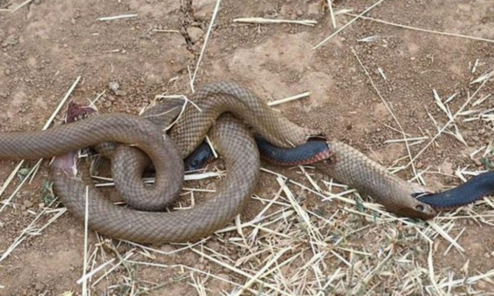 Đang nuốt dở con mồi, rắn nâu bị rắn đen đục thân thoát ra ngoài ngoạn mục - Ảnh 7.