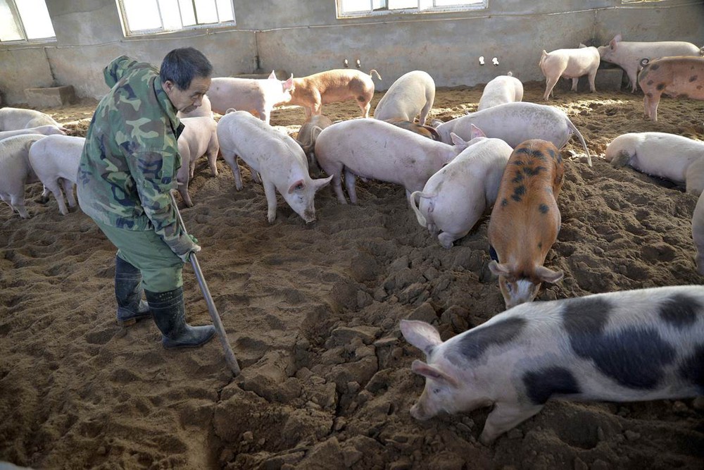 Ngành chăn nuôi lợn Trung Quốc gặp đại hạn ngay trước thềm năm Kỷ Hợi - Ảnh 1.