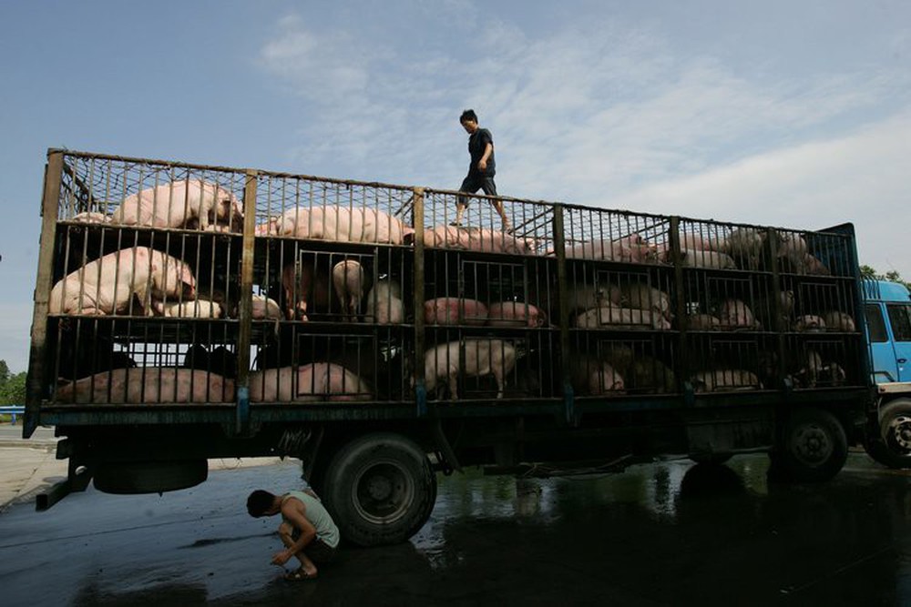 Ngành chăn nuôi lợn Trung Quốc gặp đại hạn ngay trước thềm năm Kỷ Hợi - Ảnh 2.