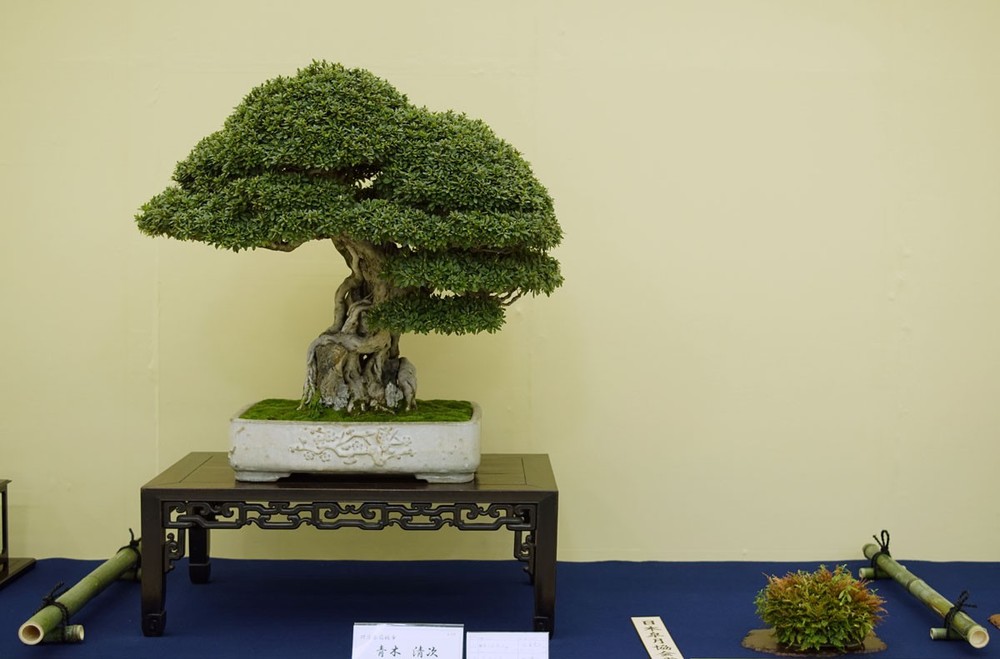 Tuyệt tác bonsai Nhật giá cắt cổ 3,8 tỷ đồng trông như thế nào? - Ảnh 14.