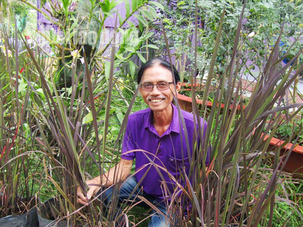 Lão nông 70 tuổi tiết lộ lí do trồng toàn hoa kiểng màu tím, thu hơn 15 tỉ/năm - Ảnh 18.
