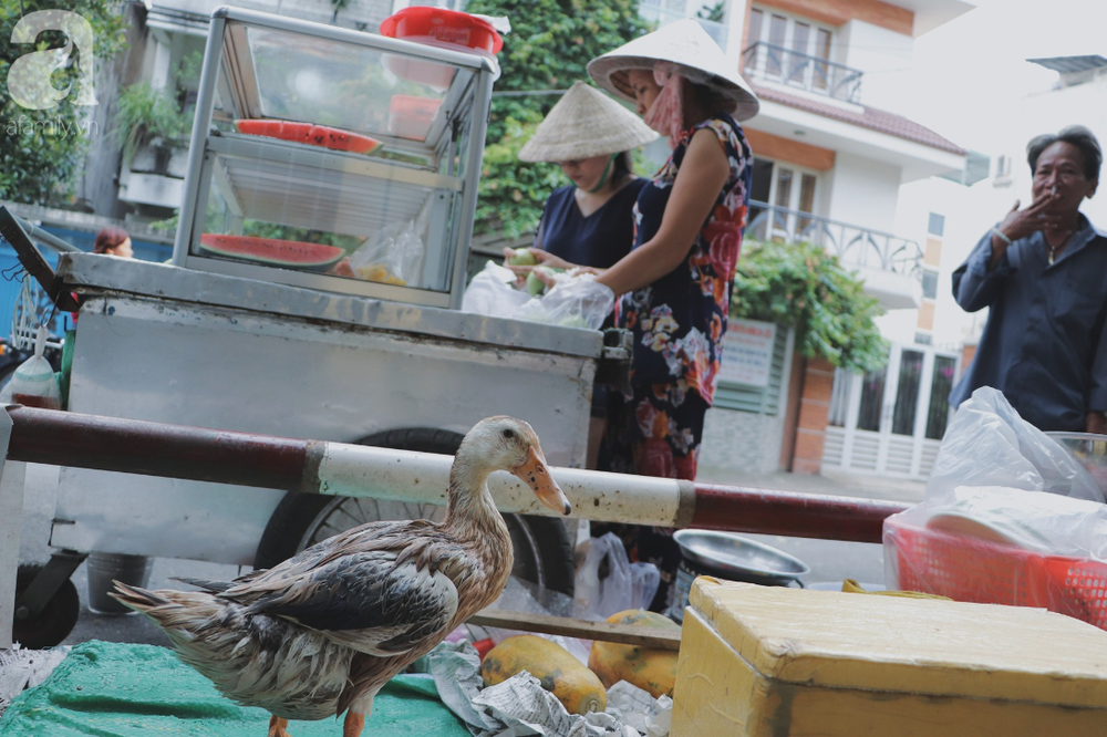 Câu chuyện kỳ lạ về tình mẫu tử của người phụ nữ bán trái cây và chú vịt biết làm nũng ở Sài Gòn - Ảnh 3.