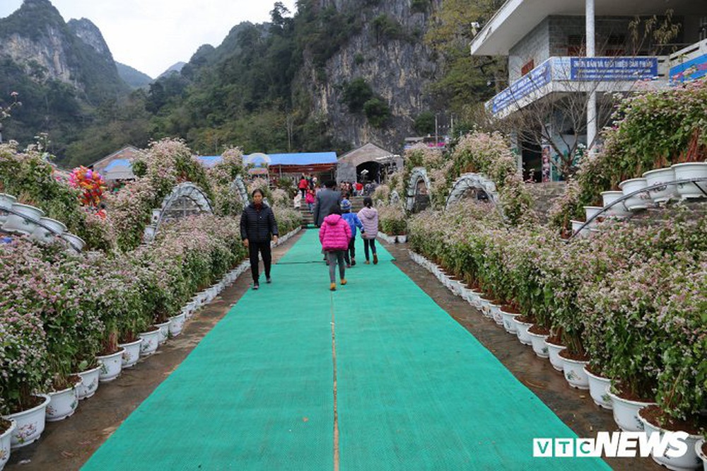 Ảnh: Hàng vạn người dự lễ hội Hoa tam giác mạch ở Hà Giang - Ảnh 11.