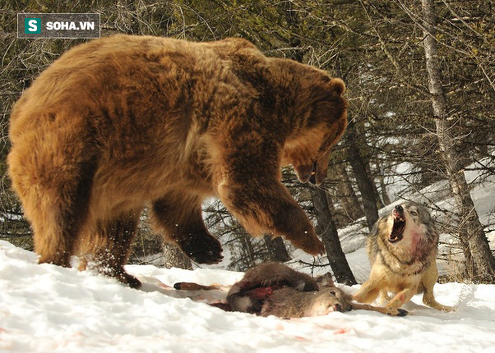 Gấu xám một mình cân cả bầy chó sói 14 con để cướp thức ăn: Kết quả ra sao? - Ảnh 1.