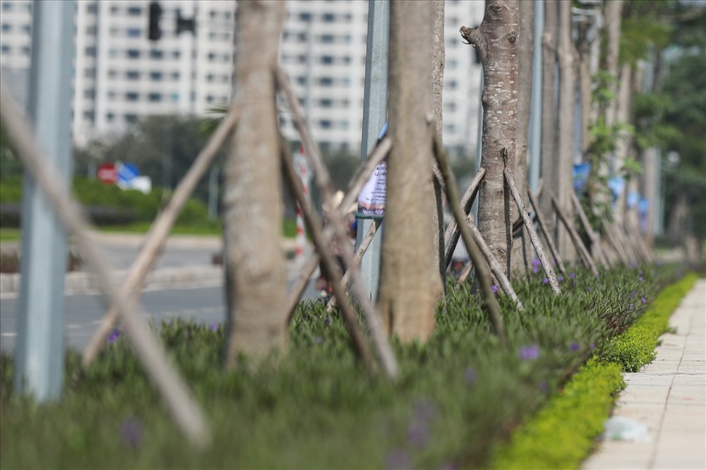Cận cảnh hàng cây hoa sữa đang độ nở trên con đường mới mở của Thủ đô - Ảnh 9.