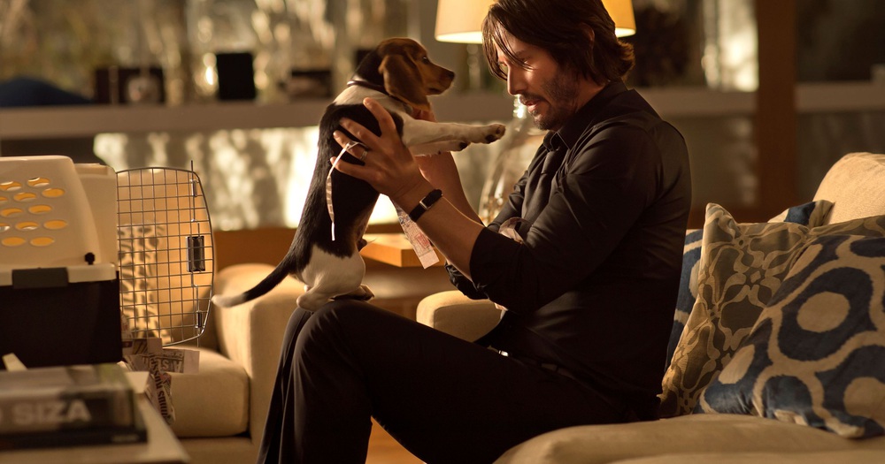 Assassin John Wick: Crazy in love with dogs in the movie, what about the truth in real life?  - Photo 2.