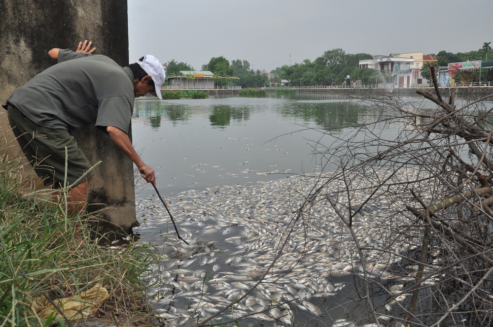 Cá chết nổi trắng mặt hồ ở Quảng Trị - Ảnh 1.