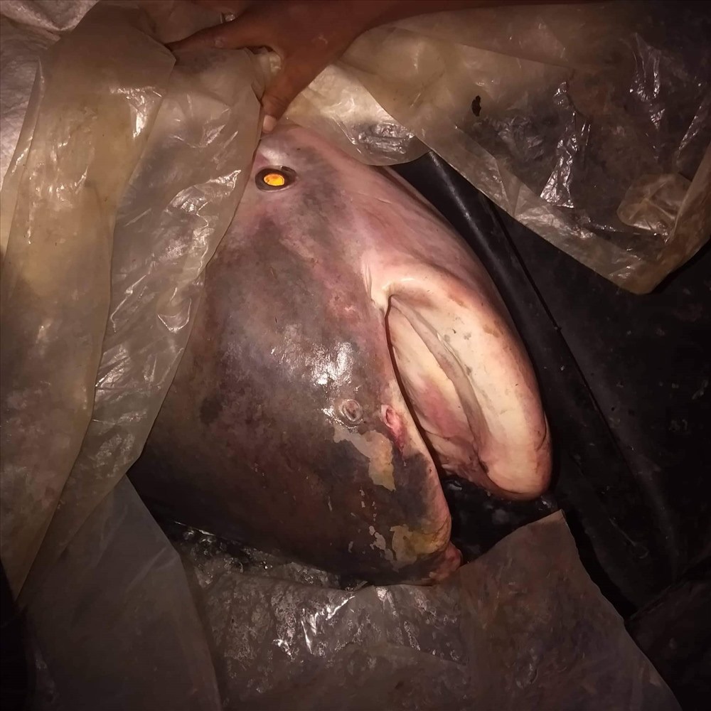 Cá tra khủng nặng 230kg sa lưới ngư dân ở An Giang