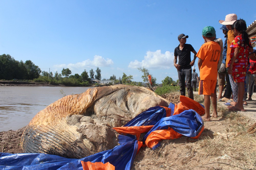 Xử lý xác cá voi khủng đang phân hủy ở Bạc Liêu - Ảnh 1.