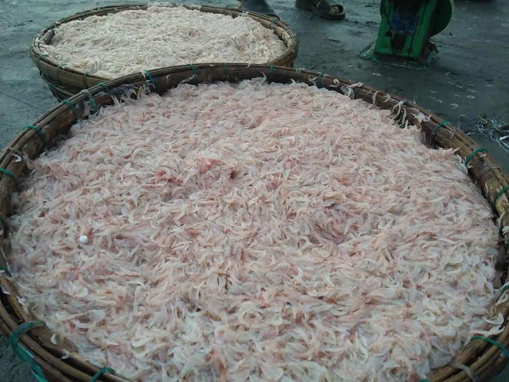 Ngư dân Đà Nẵng trúng đậm ruốc, hưởng lộc biển ngày cuối năm - Ảnh 1.