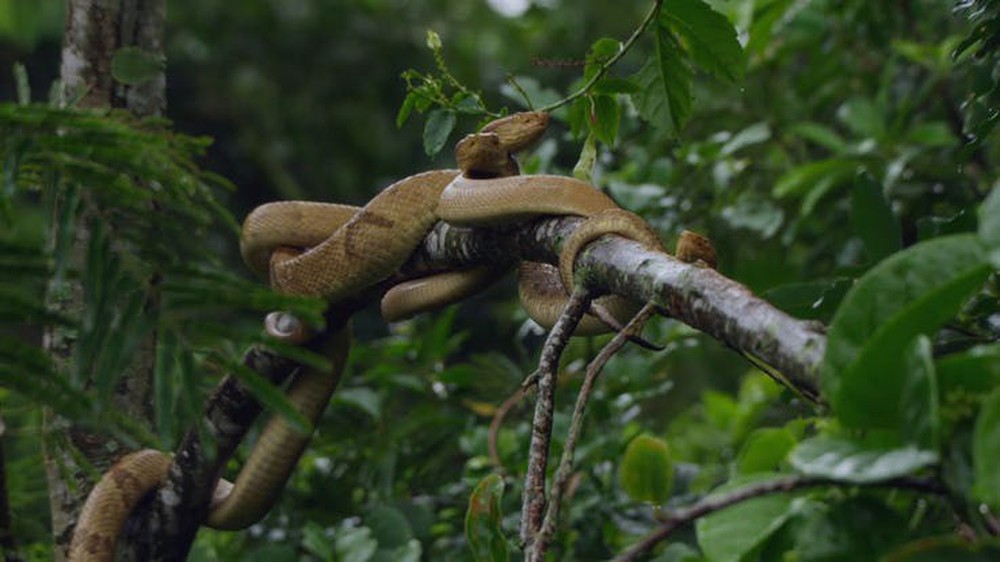 Sự thật về hòn đảo nọc độc nguy hiểm bậc nhất thế giới, bị hơn 400.000 con rắn xâm chiếm - Ảnh 2.