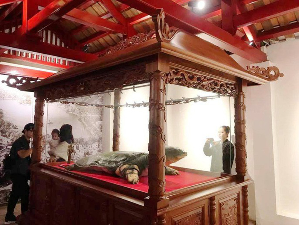 Tiêu bản cụ rùa hồ Gươm được đưa vào trưng bày ở đền Ngọc Sơn - Ảnh 4.