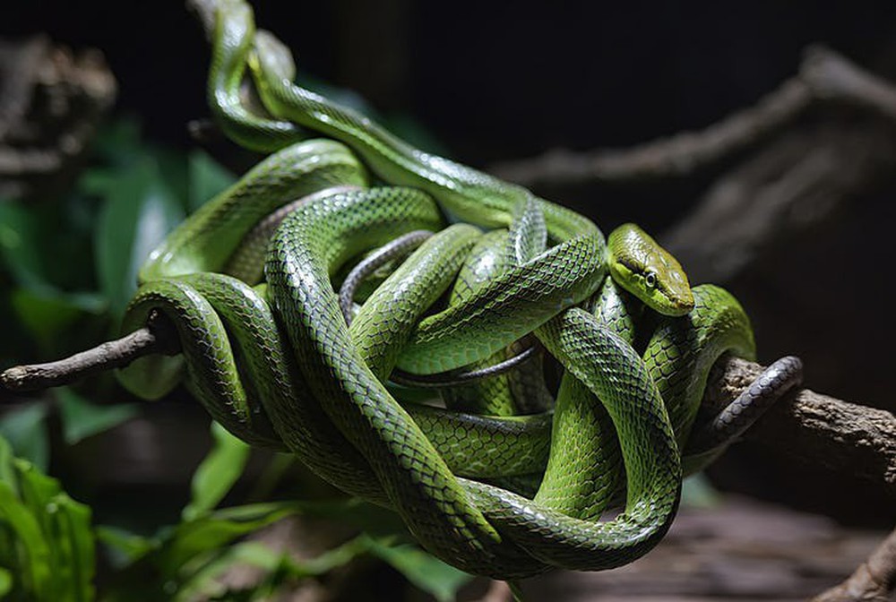 Sự thật về hòn đảo nọc độc nguy hiểm bậc nhất thế giới, bị hơn 400.000 con rắn xâm chiếm - Ảnh 6.