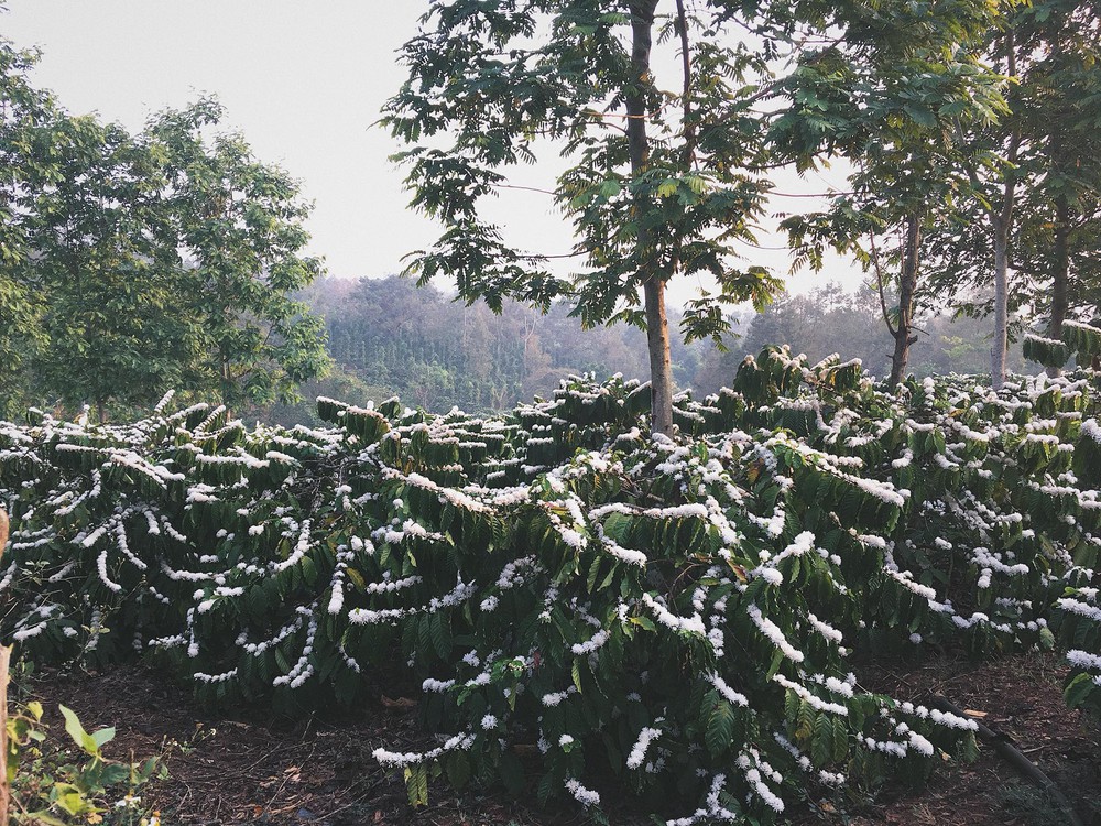 Cô gái khoe vườn hoa cà phê trắng muốt như tuyết, dân mạng bình luận sự thật ít người biết - Ảnh 2.