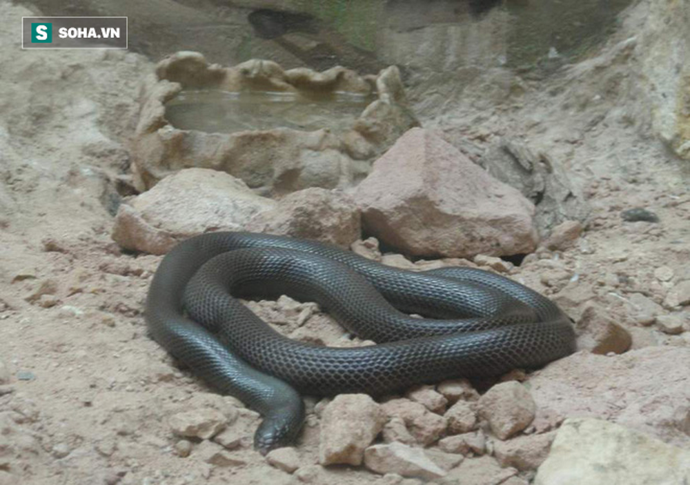Kỳ lạ: Loài rắn độc có thể tấn công với cách chưa từng thấy ở Tây Phi - Ảnh 1.