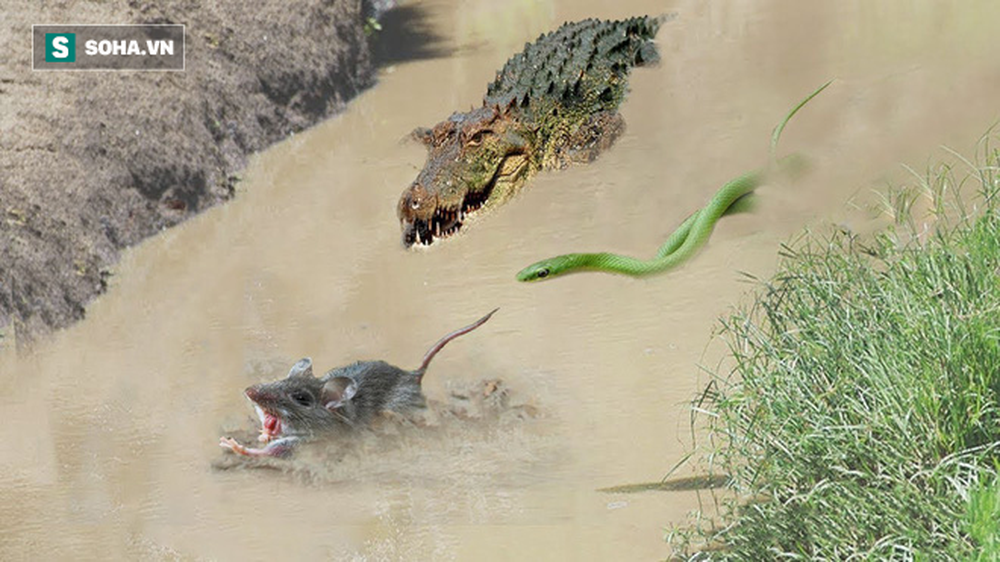 Cá sấu và rắn lục cực độc săn cùng 1 con mồi, kẻ nào sẽ nhanh hơn? - Ảnh 1.