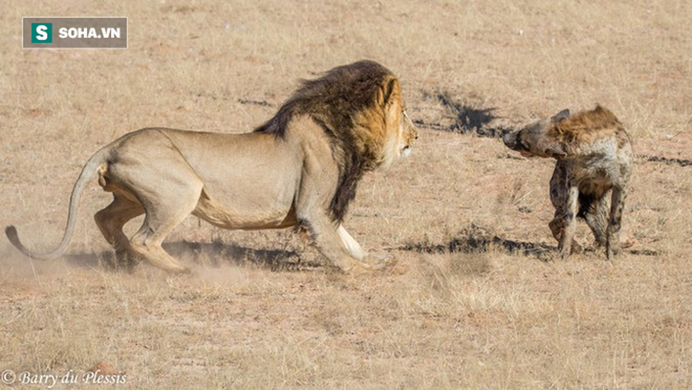 Bị sư tử tấn công lúc trọng thương, linh cẩu lê thân tàn chạy trốn cũng không nổi - Ảnh 1.