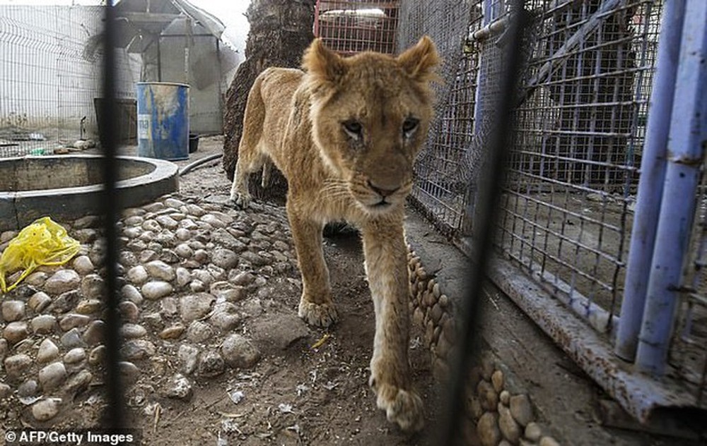 Ám ảnh vườn thú địa ngục, nơi động vật khổ sở chết mòn ở Gaza - Ảnh 1.