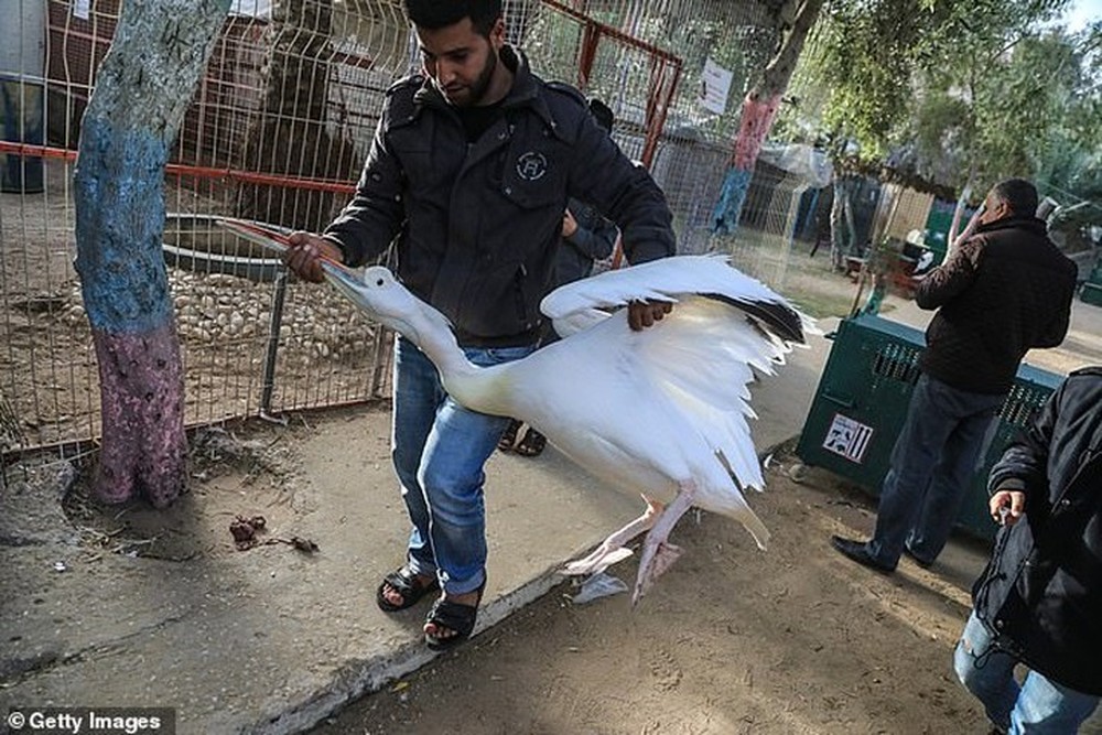 Ám ảnh vườn thú địa ngục, nơi động vật khổ sở chết mòn ở Gaza - Ảnh 3.