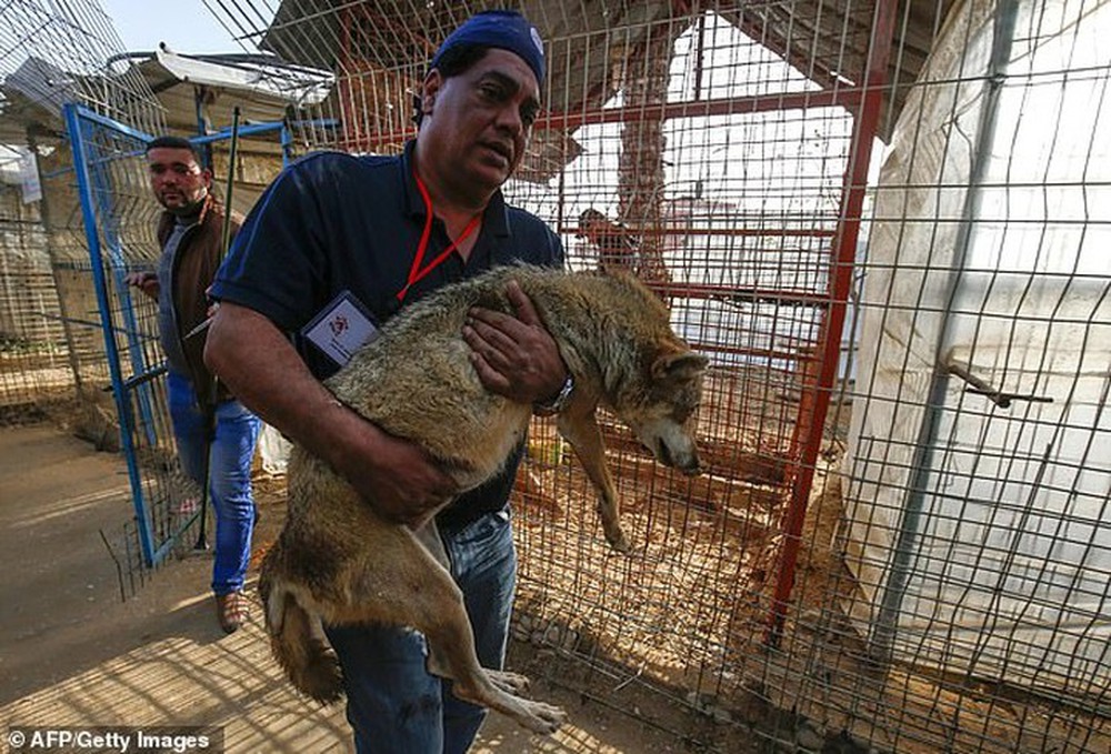 Ám ảnh vườn thú địa ngục, nơi động vật khổ sở chết mòn ở Gaza - Ảnh 5.