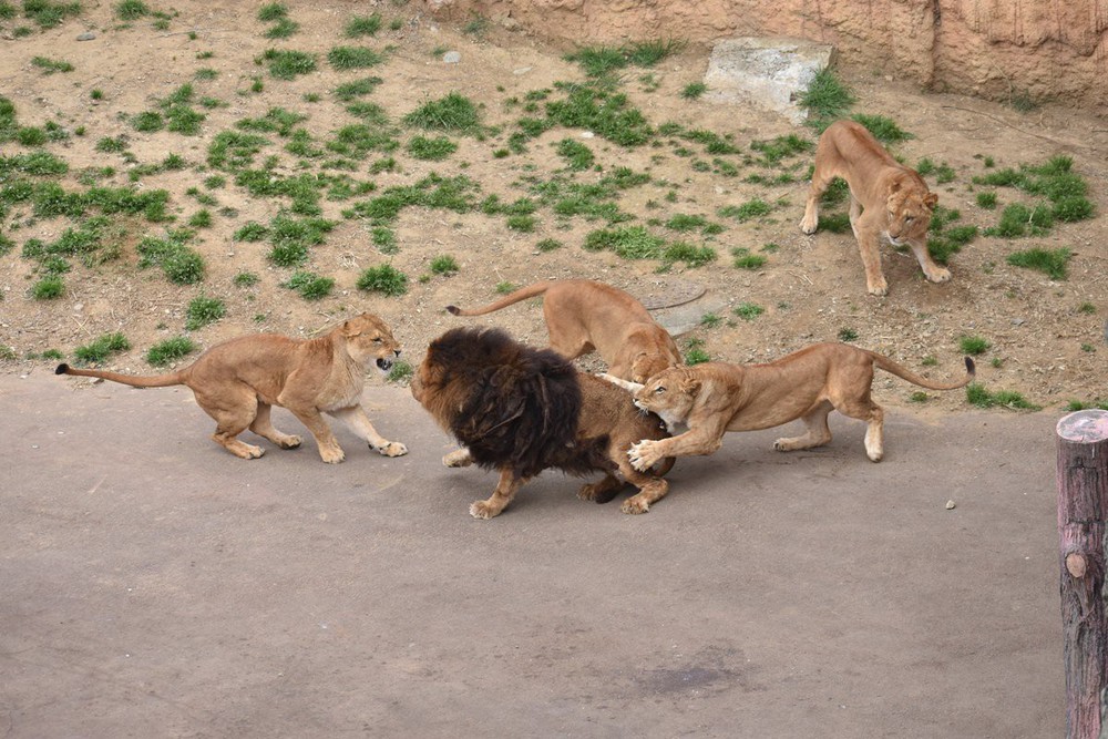 Sư tử đực nằm im cho 6 sư tử cái chăm sóc: Sự thật đằng sau khiến nhiều người xót xa - Ảnh 5.