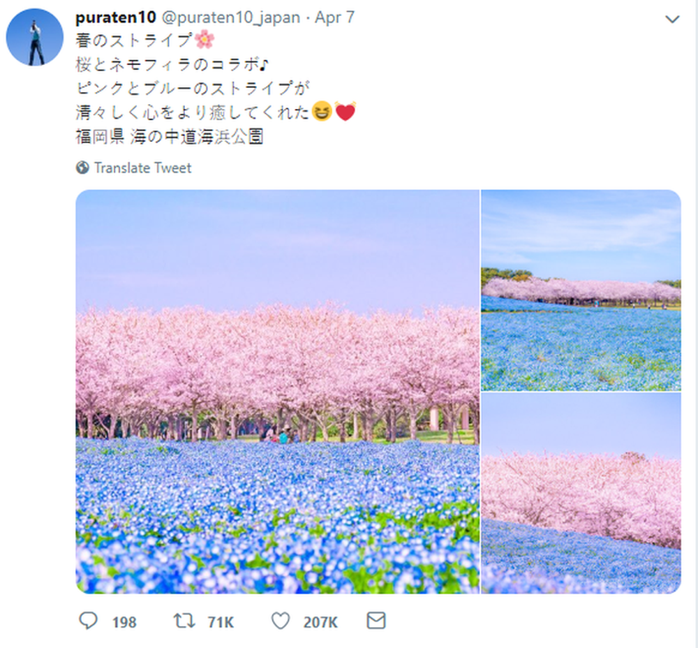 Thiên đường hoa gây sốt Nhật Bản: Hàng cây anh đào kết hợp rừng hoa mắt xanh đẹp như một giấc mơ - Ảnh 1.