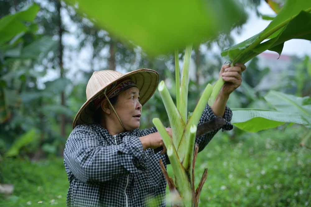 Nghề độc ở Hà Nội: Bán lá chuối rừng, kiếm hàng chục triệu đồng mỗi tháng - Ảnh 1.
